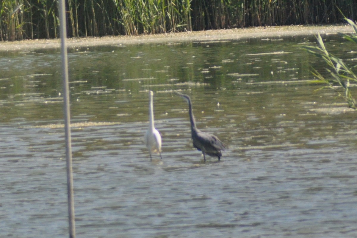 Western Reef-Heron (Western) - ML631021855