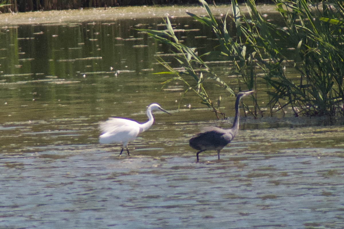 Western Reef-Heron (Western) - ML631021856