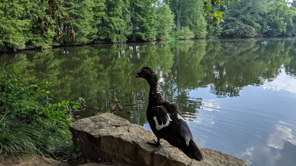 Muscovy Duck (Domestic type) - ML631021910