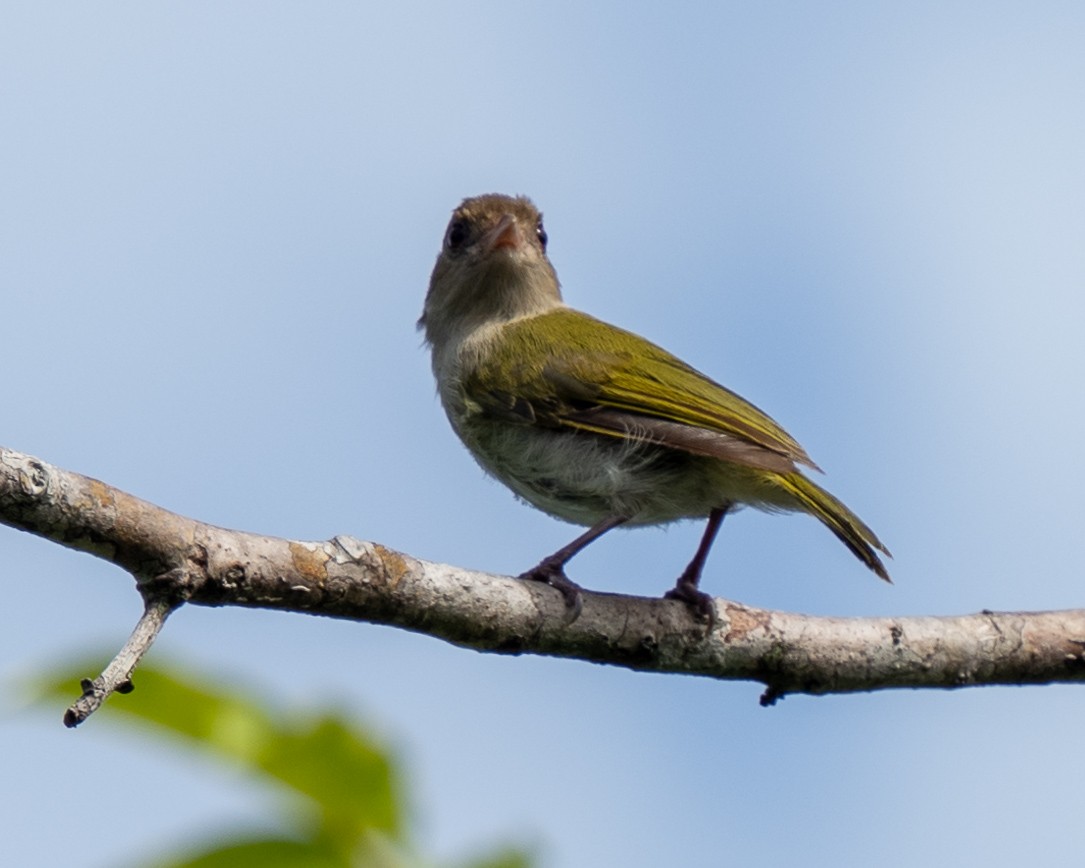 Brown-headed Greenlet - ML631021924