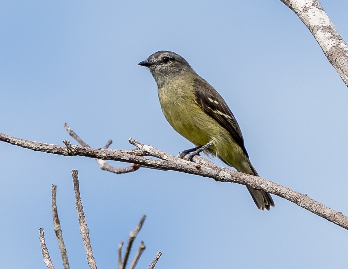 Brown-headed Greenlet - ML631021925