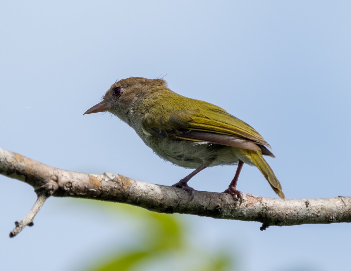 Brown-headed Greenlet - ML631021926
