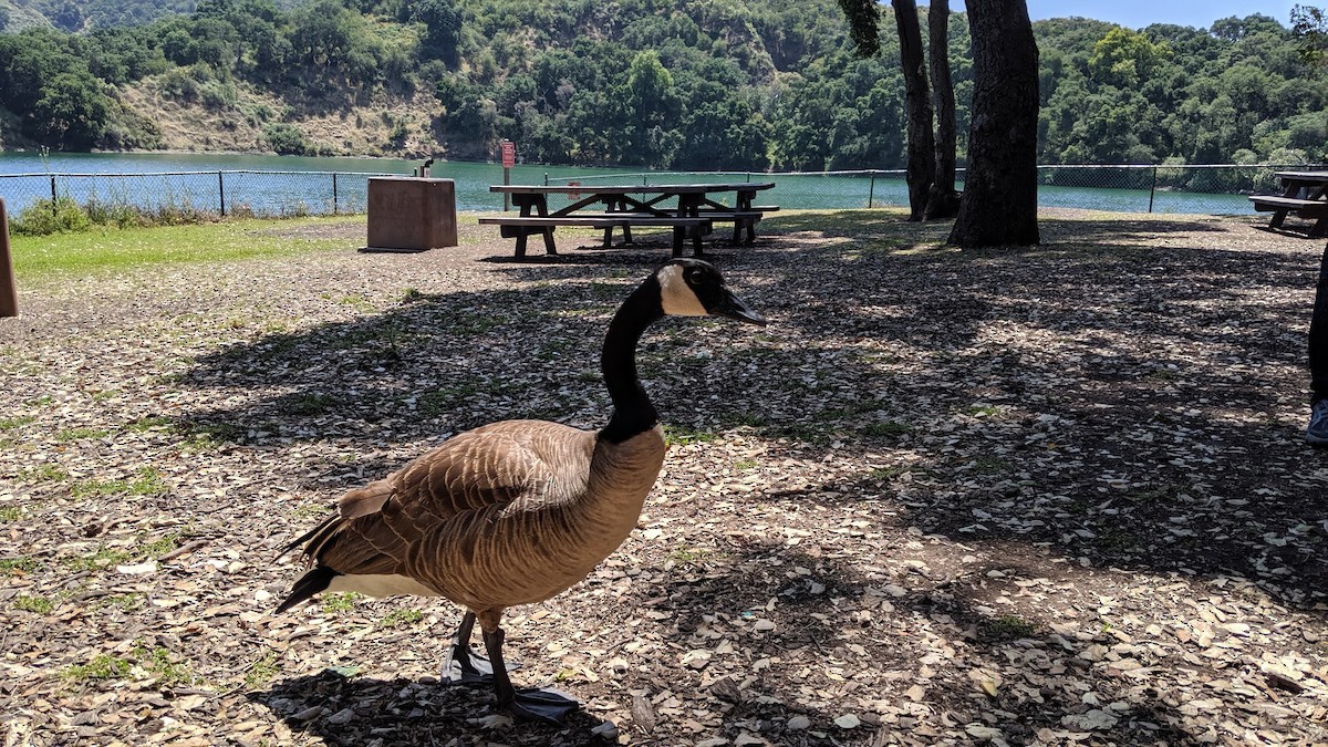 Canada Goose - ML631022009