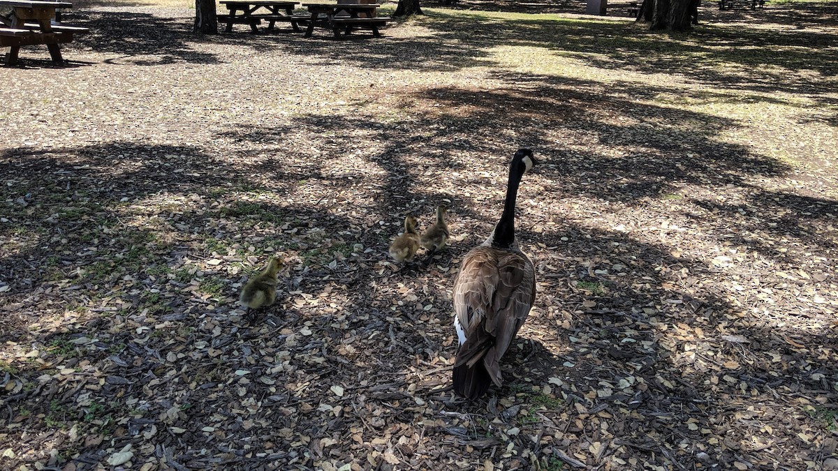 Canada Goose - ML631022027