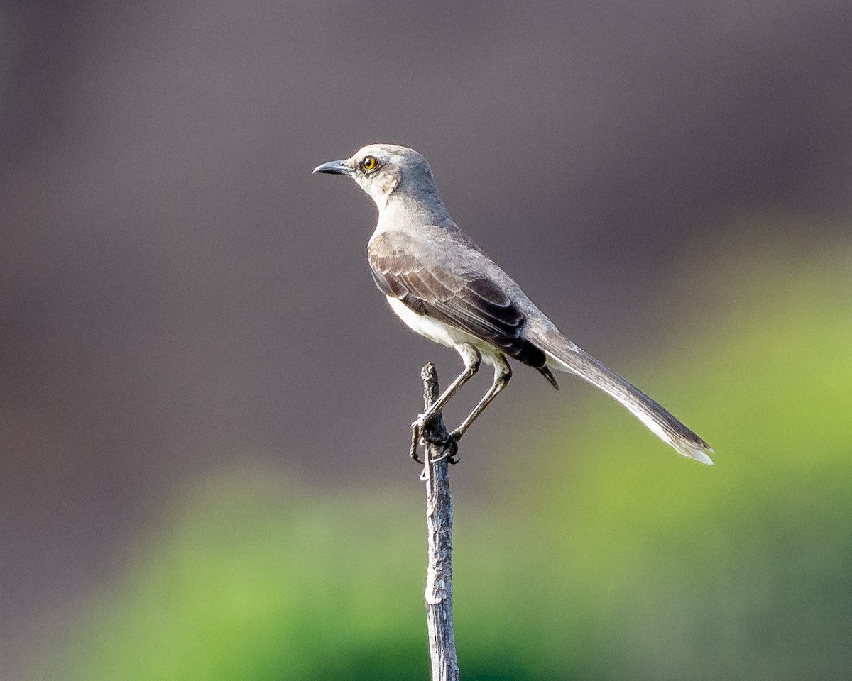 Tropical Mockingbird - ML631022054