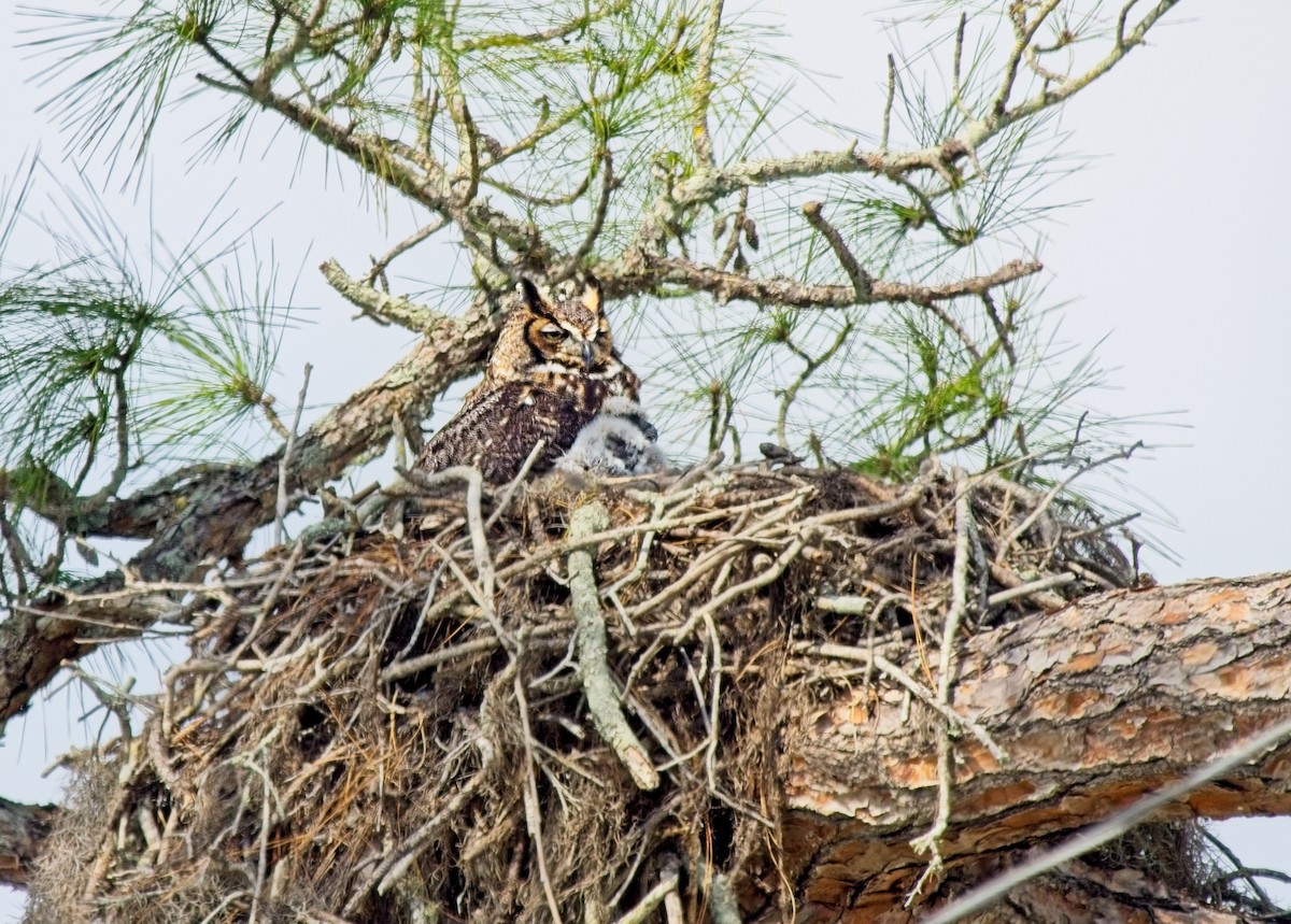 Great Horned Owl - ML631022129