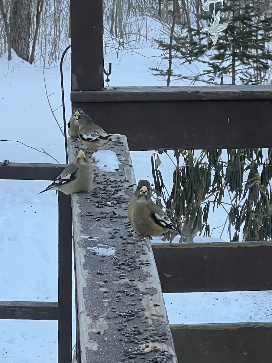 Evening Grosbeak - ML631022370