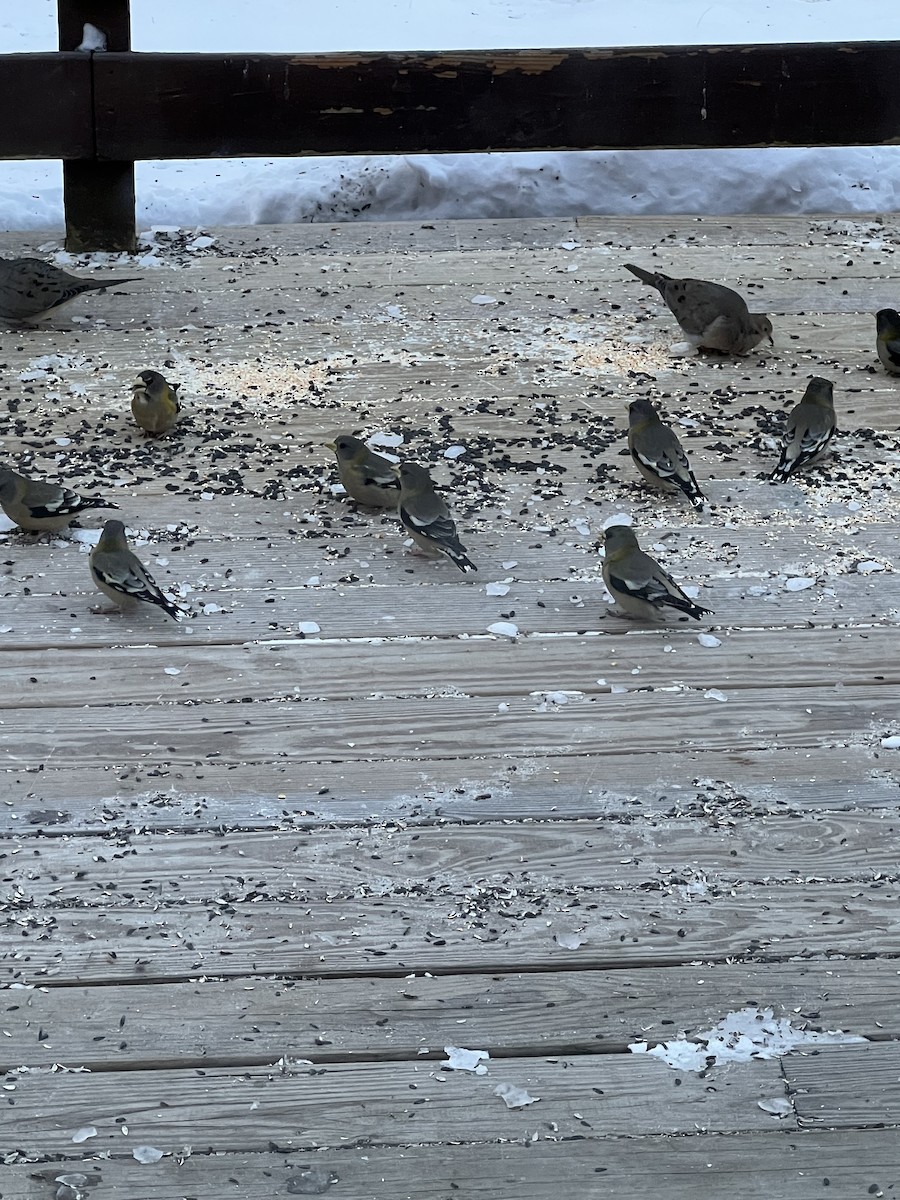 Evening Grosbeak - ML631022371