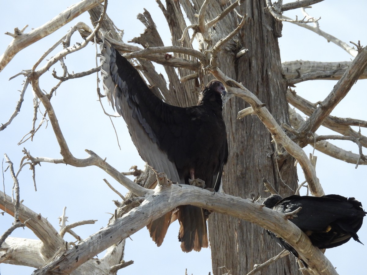 Zopilote beltza - ML631022466