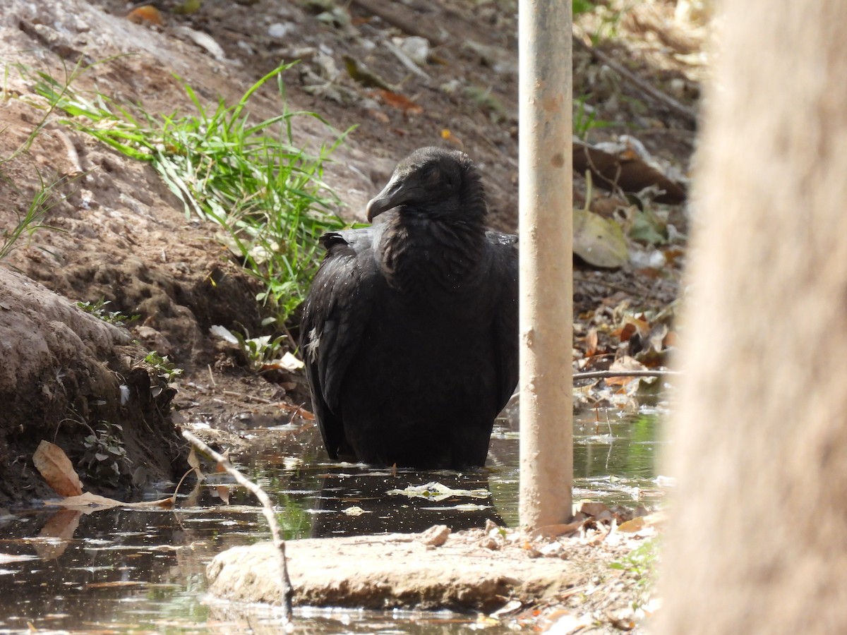 Zopilote beltza - ML631022473