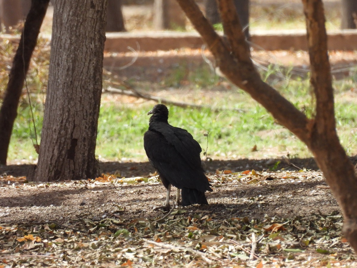 Zopilote beltza - ML631022498