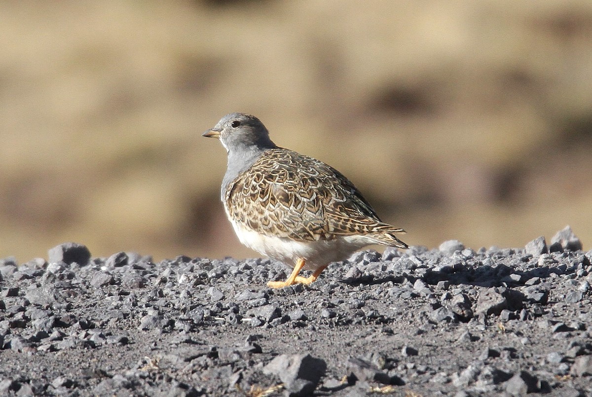 Gray-breasted Seedsnipe - ML631022595