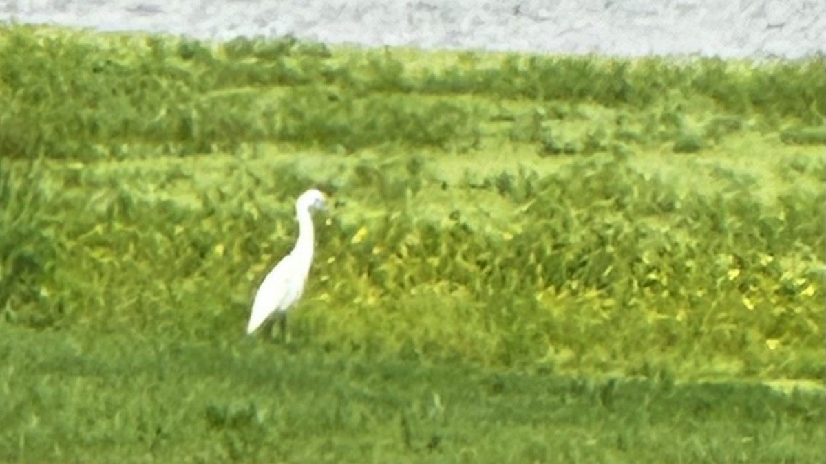 Little Blue Heron - ML631022696