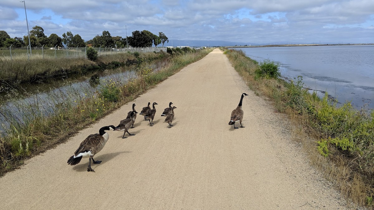Canada Goose - ML631022700
