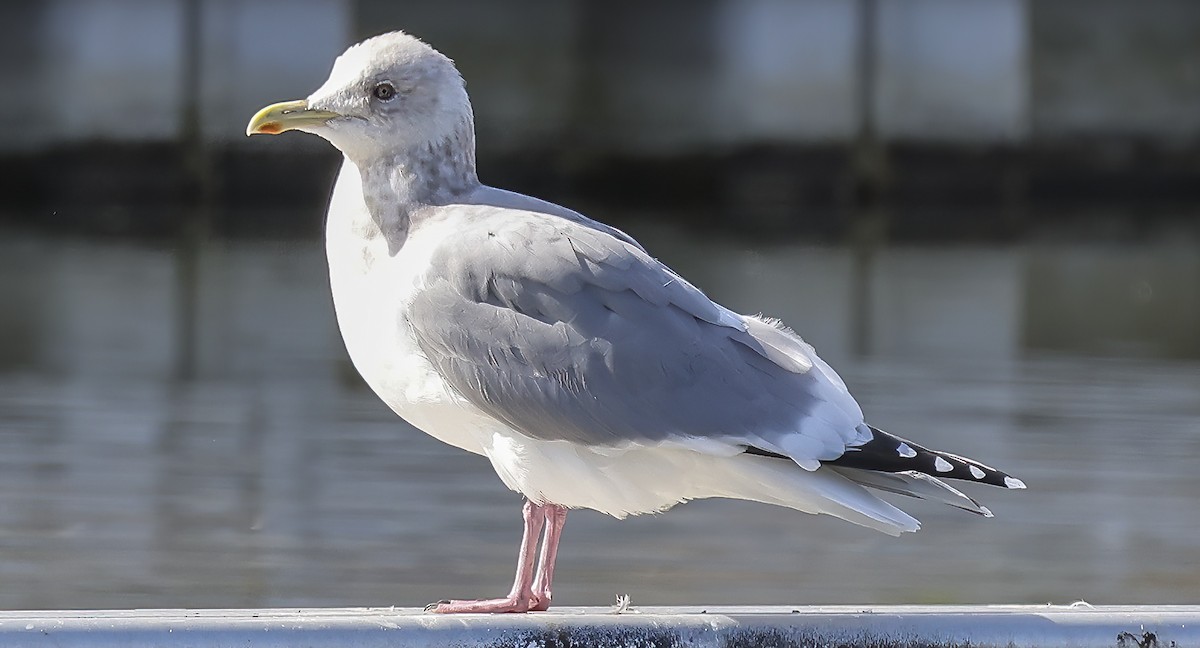 Iceland Gull - ML631022799