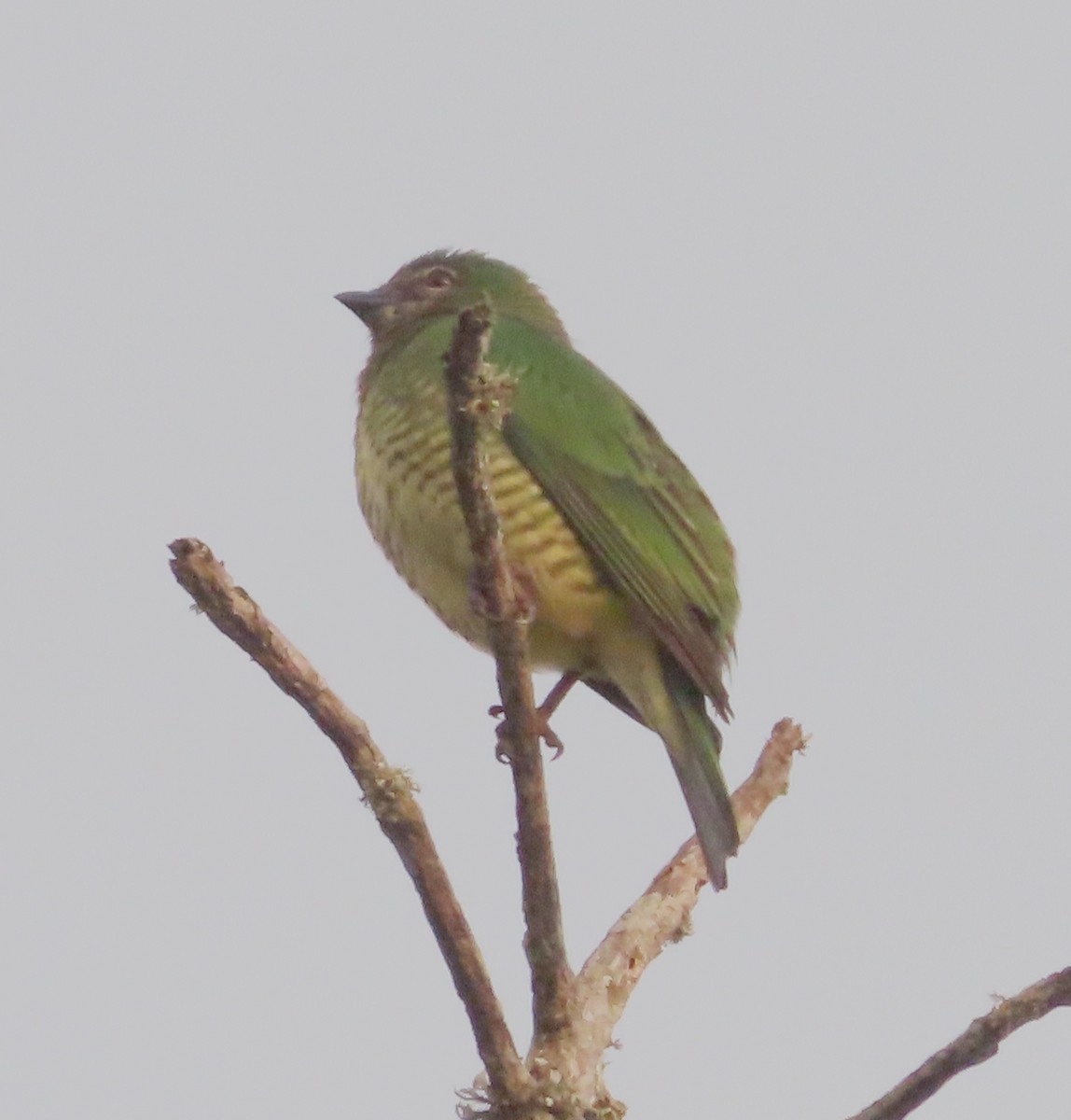 Swallow Tanager - ML631022858