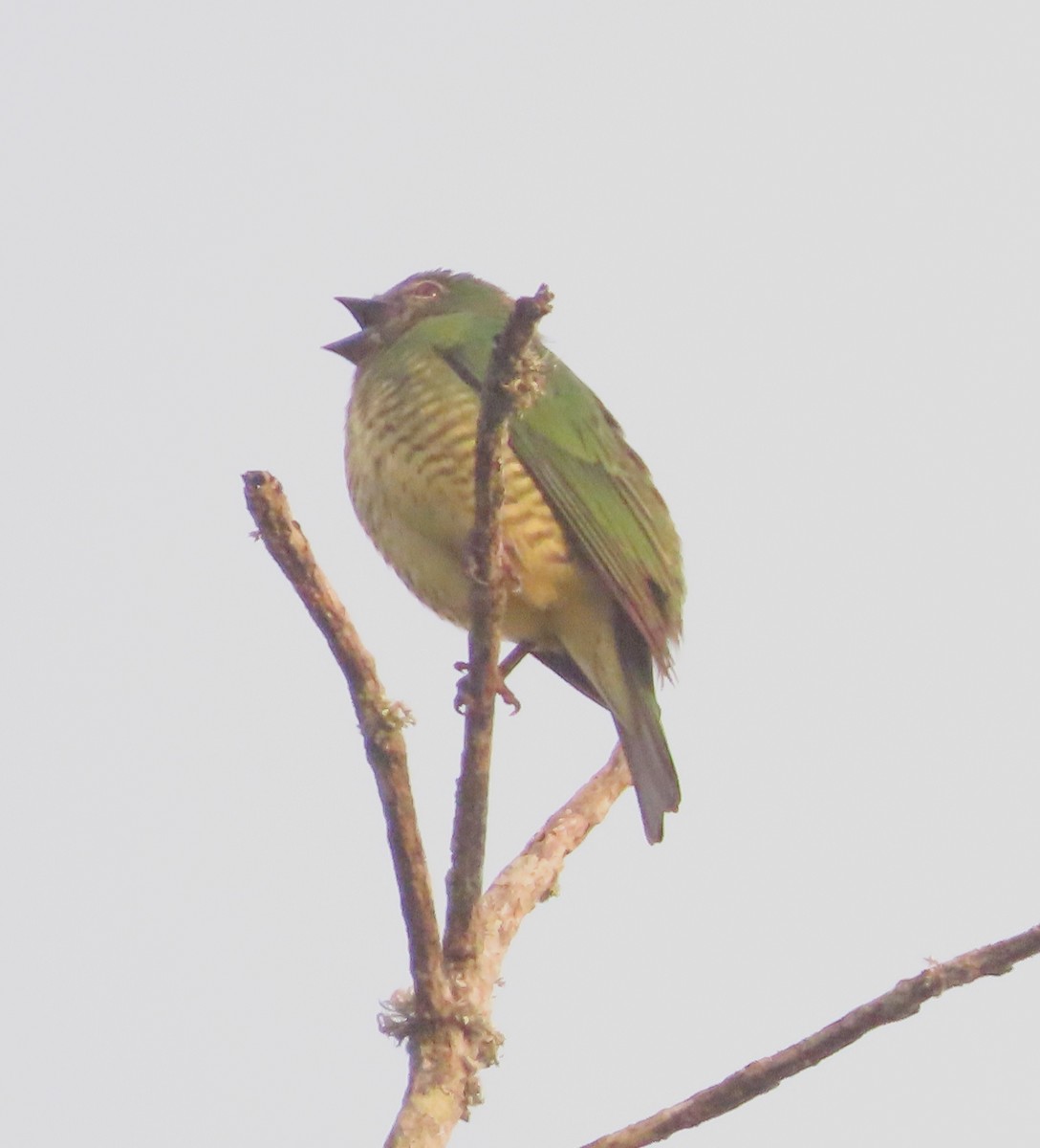 Swallow Tanager - ML631022859