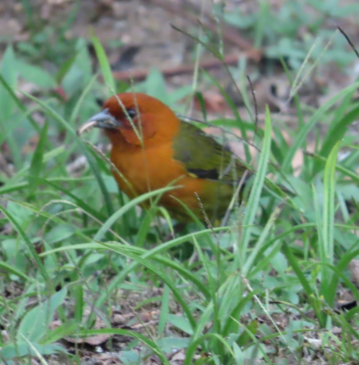 Ochre-breasted Brushfinch - ML631022877