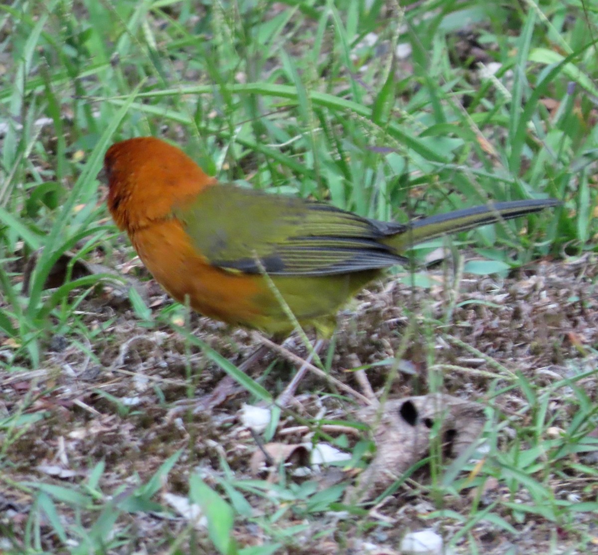 Ochre-breasted Brushfinch - ML631022878