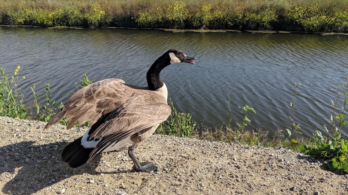 Canada Goose - ML631022883