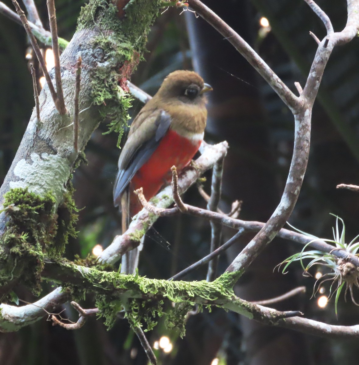 Collared Trogon - ML631022894
