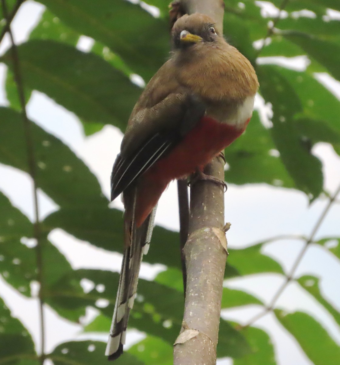 Collared Trogon - ML631022895