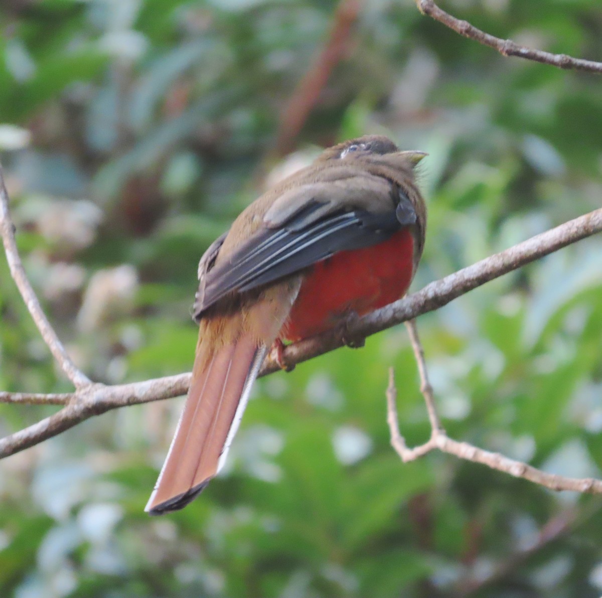 Collared Trogon - ML631022896