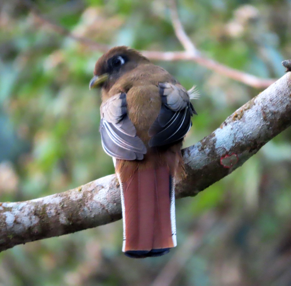 Collared Trogon - ML631022897