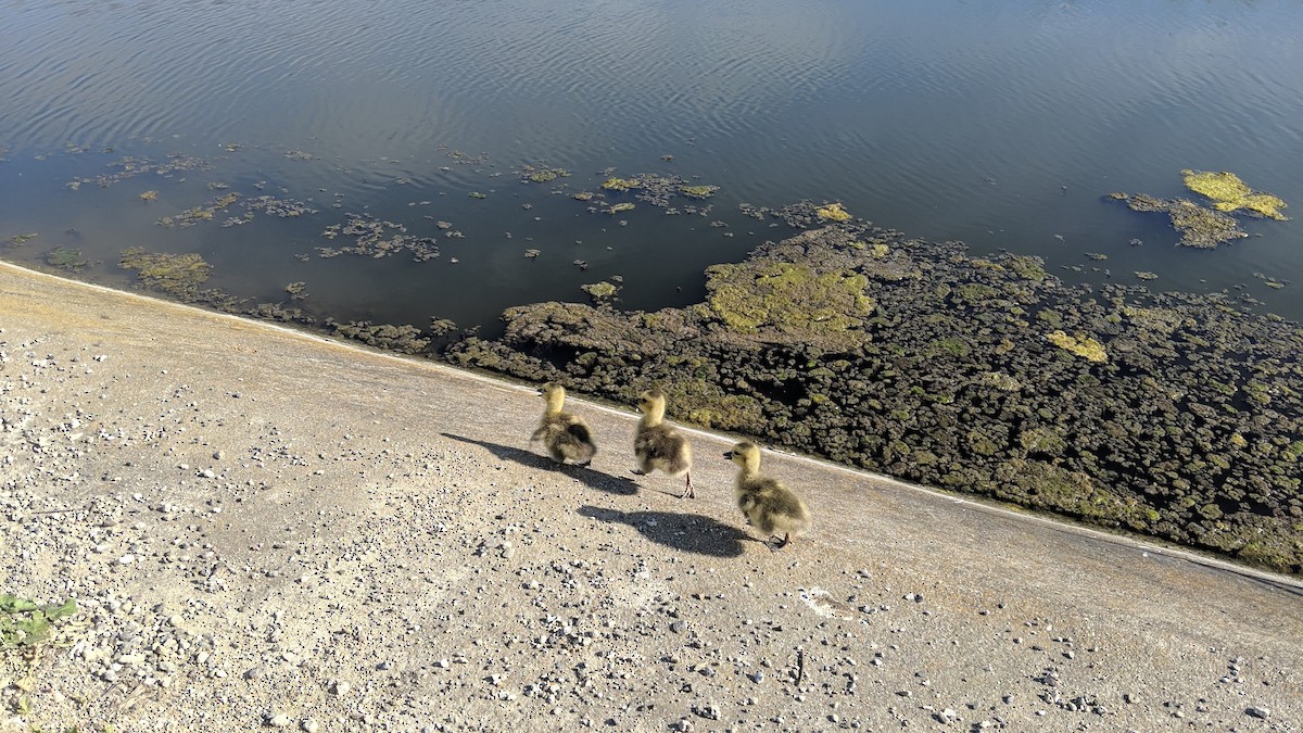 Canada Goose - ML631022929