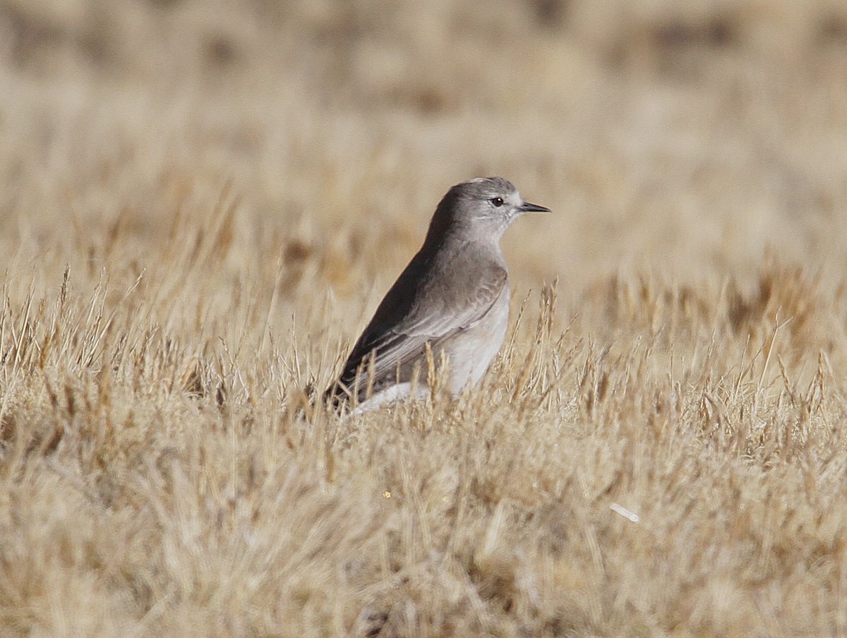 Ochre-naped Ground-Tyrant - ML631023069