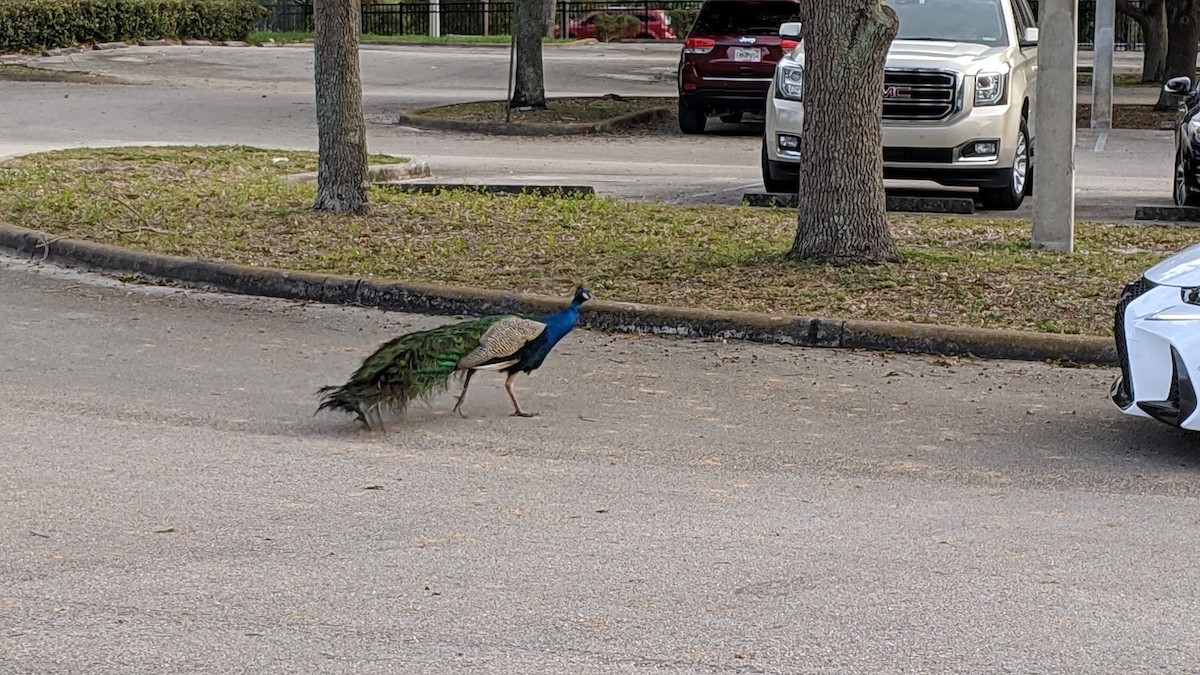 Indian Peafowl - ML631023114