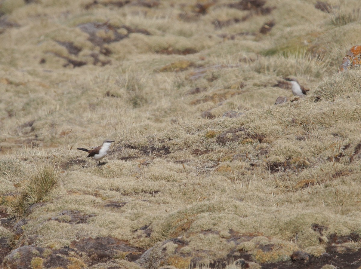 White-bellied Cinclodes - ML631023131