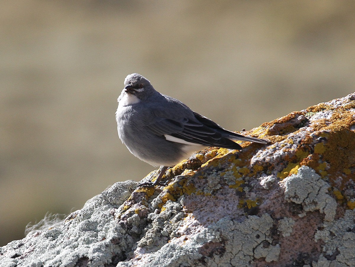 Glacier Finch - ML631023145