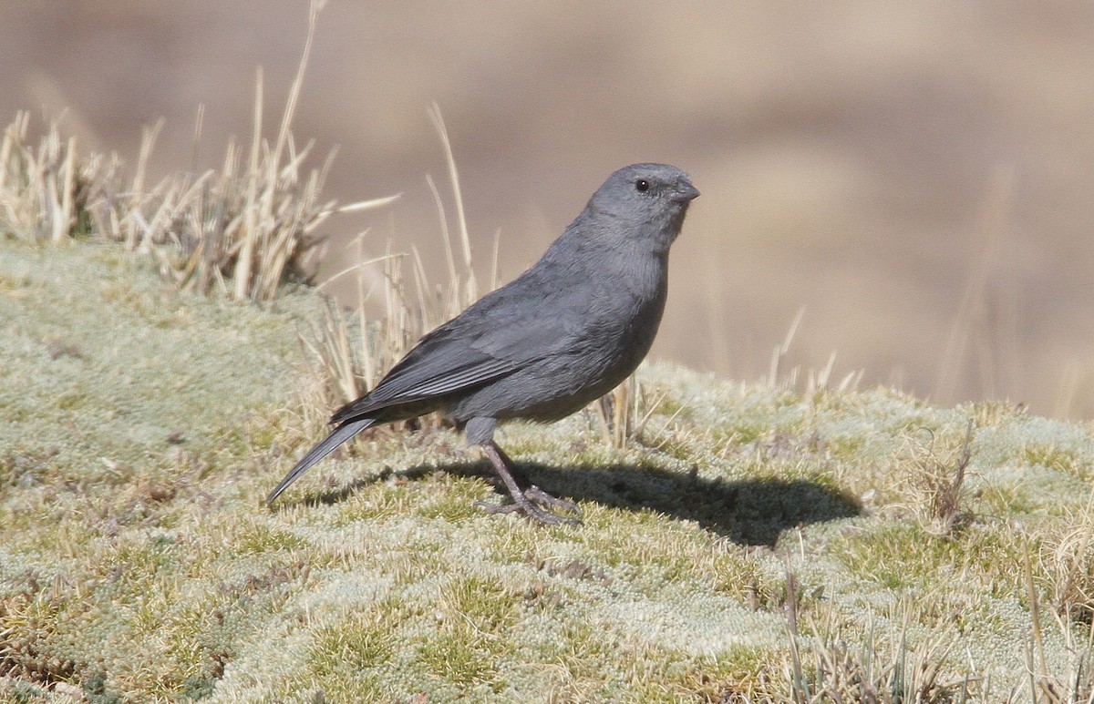 Plumbeous Sierra Finch - ML631023155