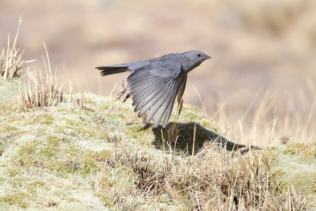 Plumbeous Sierra Finch - ML631023166