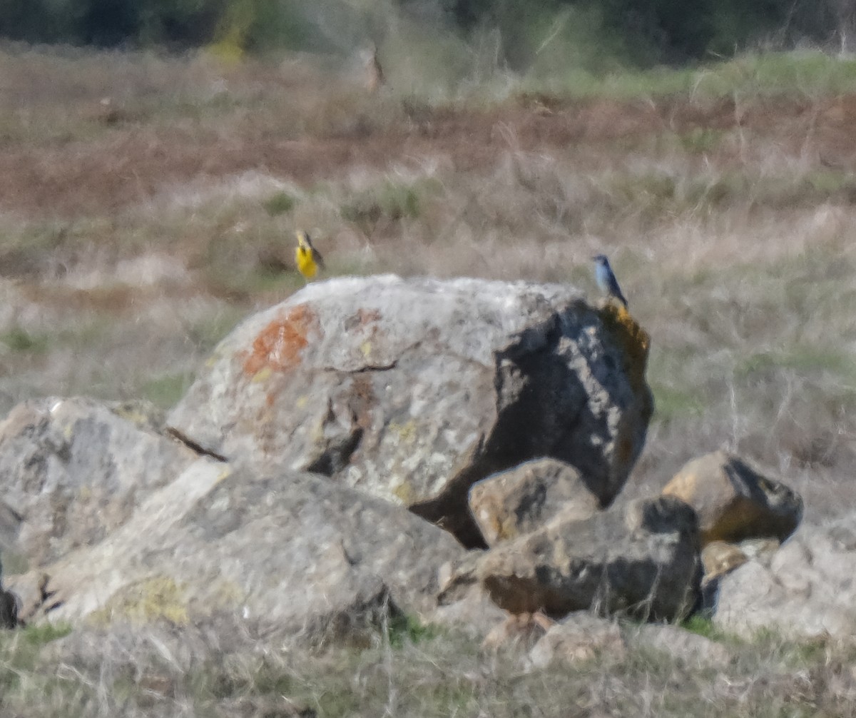 Mountain Bluebird - ML631023180