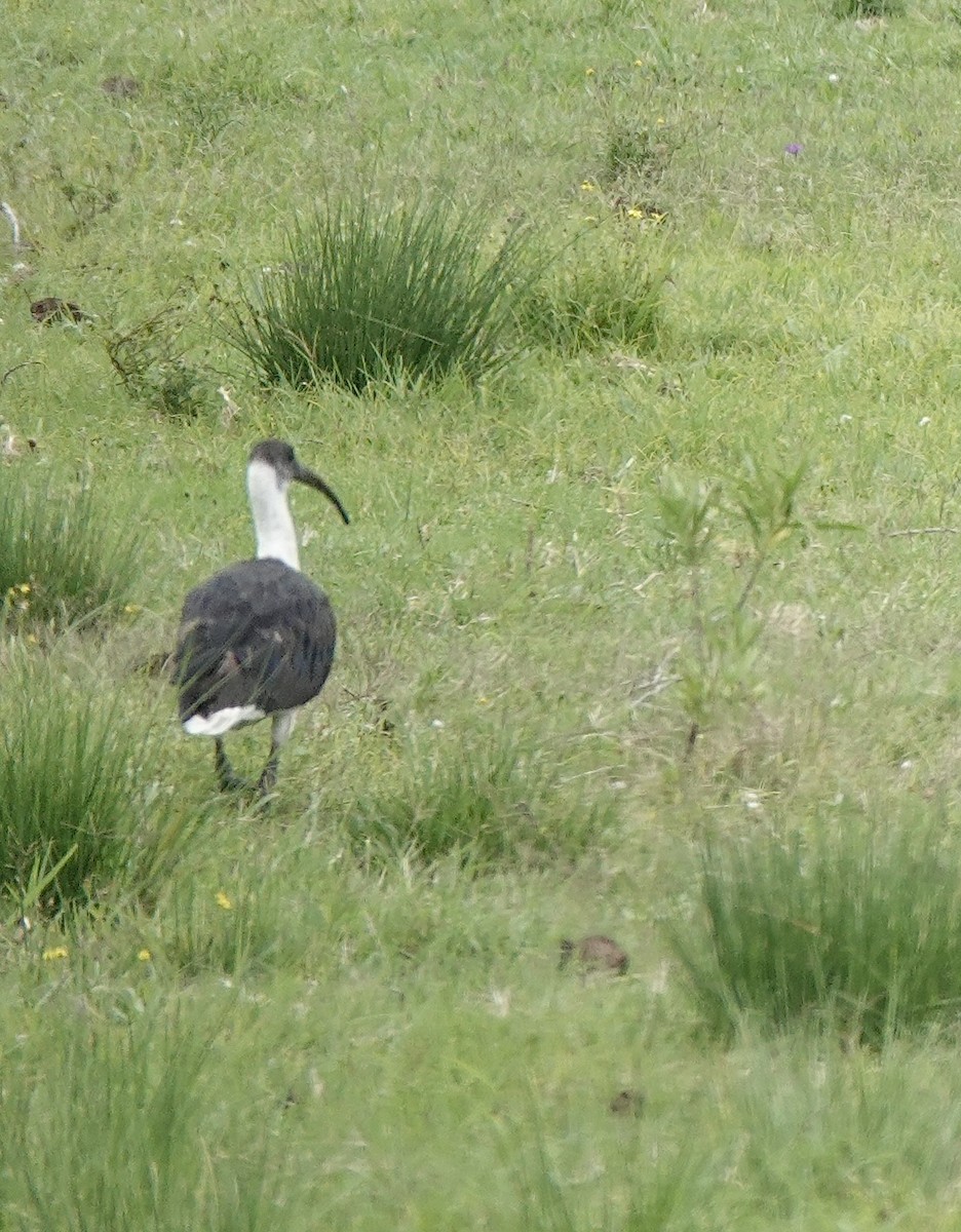 Straw-necked Ibis - ML631023190