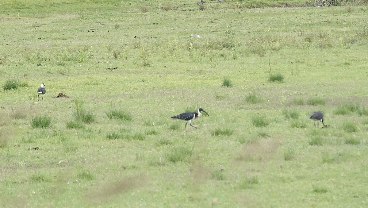 Straw-necked Ibis - ML631023191