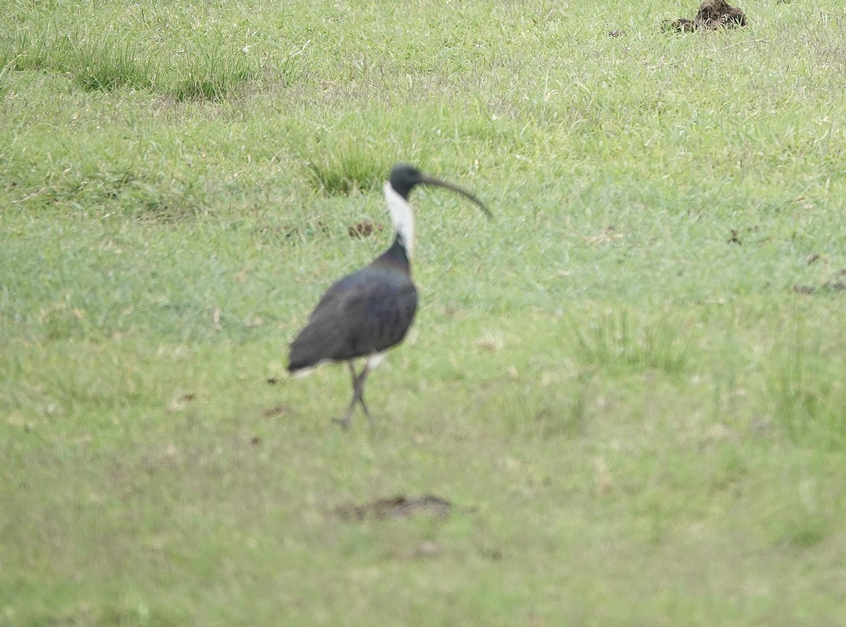 Straw-necked Ibis - ML631023192
