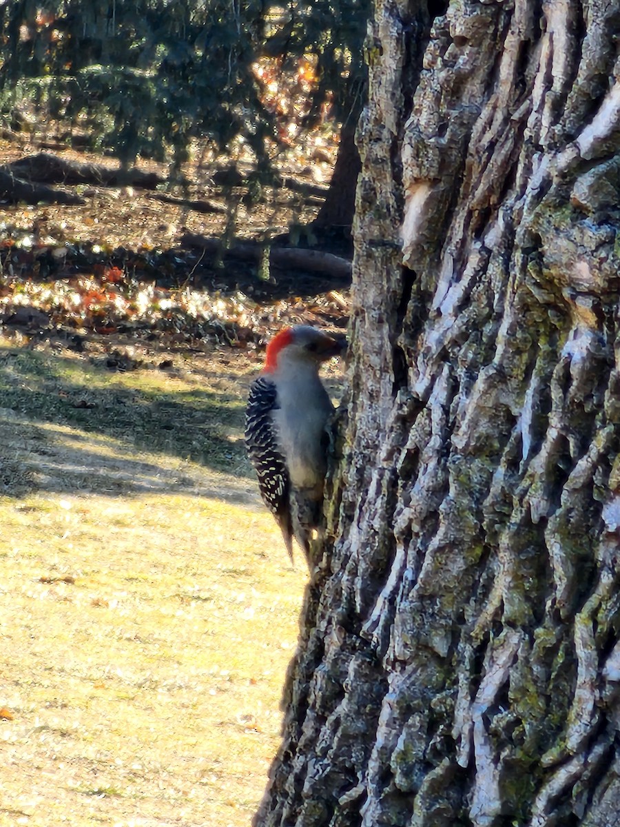 Red-bellied Woodpecker - ML631023259