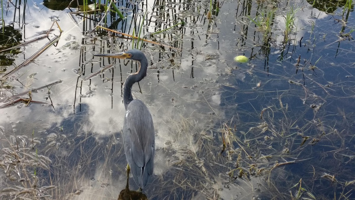 Tricolored Heron - ML631023297