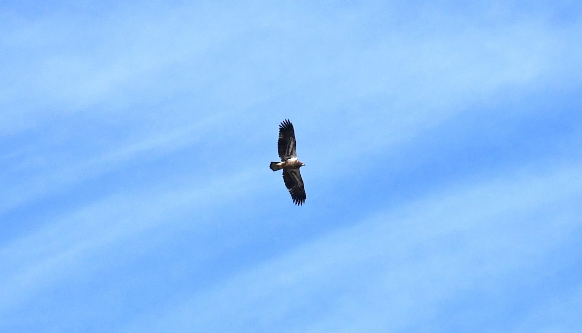Bald Eagle - ML631023498