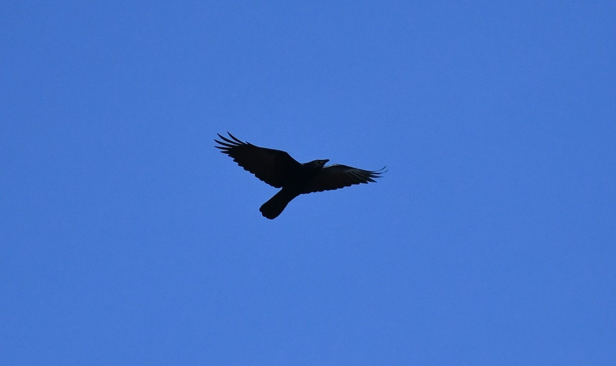 Fish Crow - ML631023507