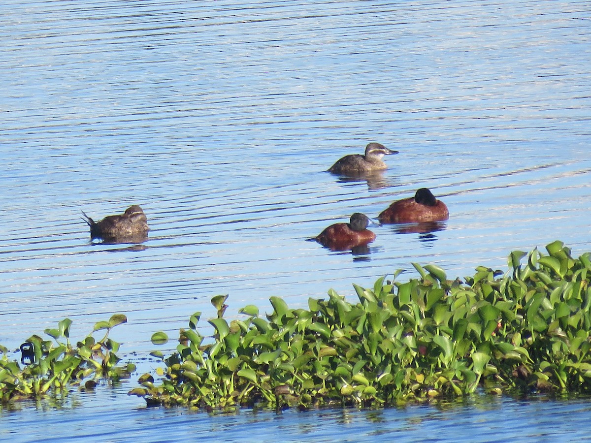 Lake Duck - ML631023616