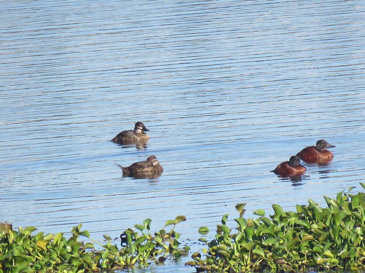 Lake Duck - ML631023617