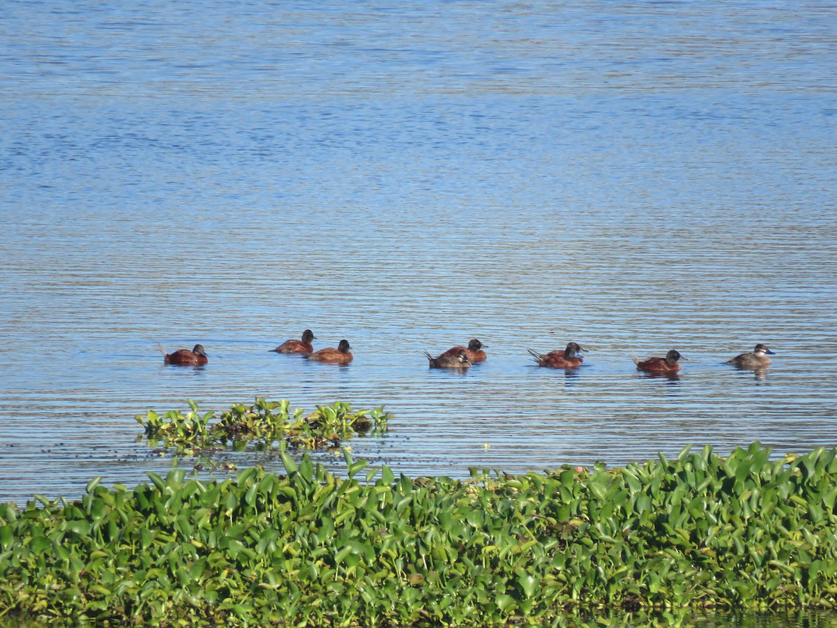 Lake Duck - ML631023618