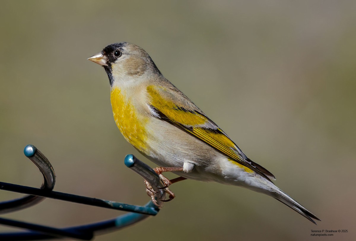 Lawrence's Goldfinch - ML631023619