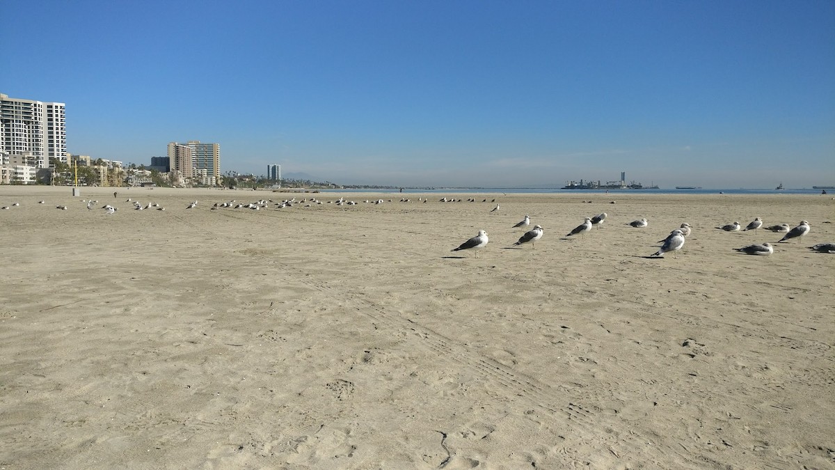 California Gull - ML631023823