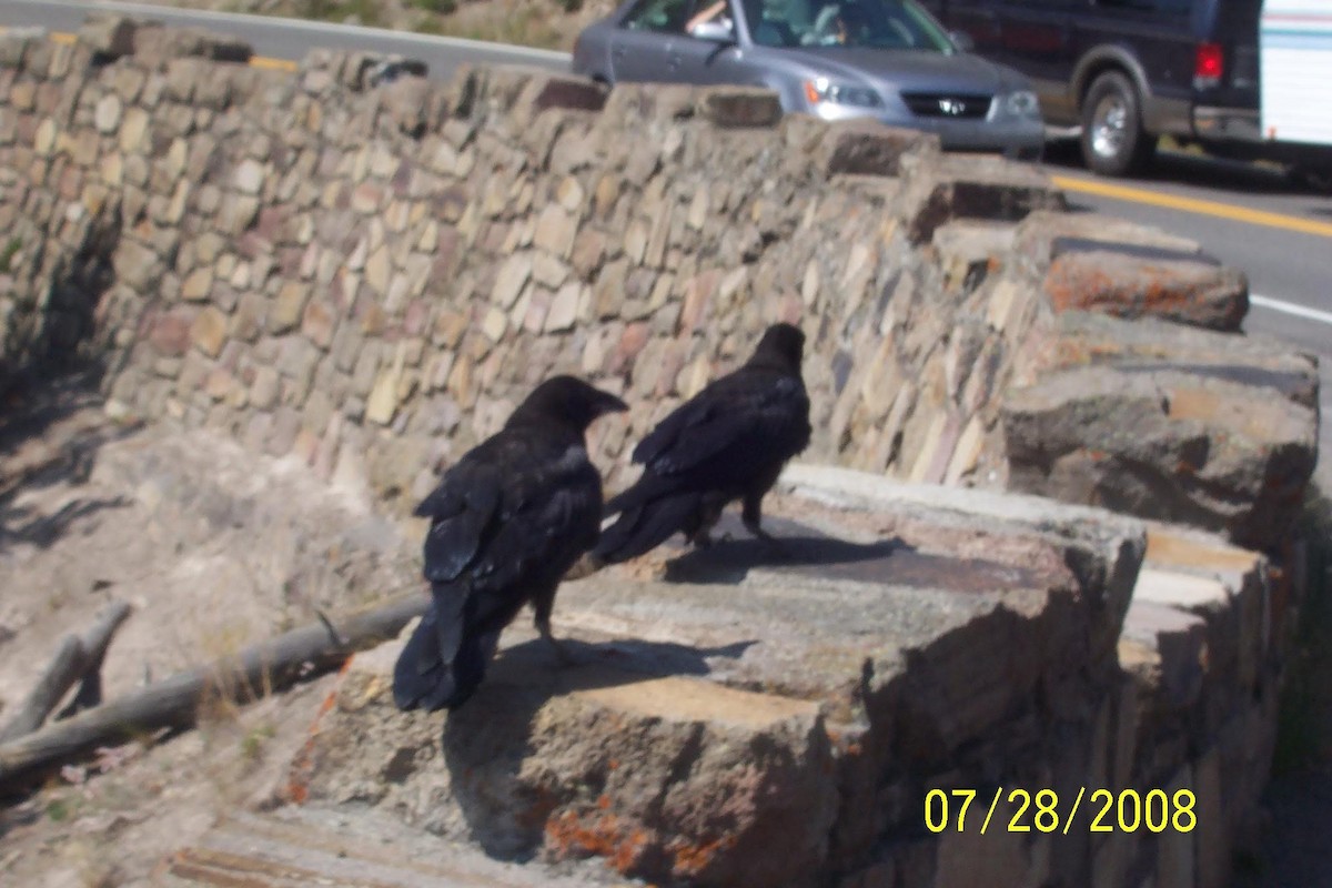 American Crow - ML631023926