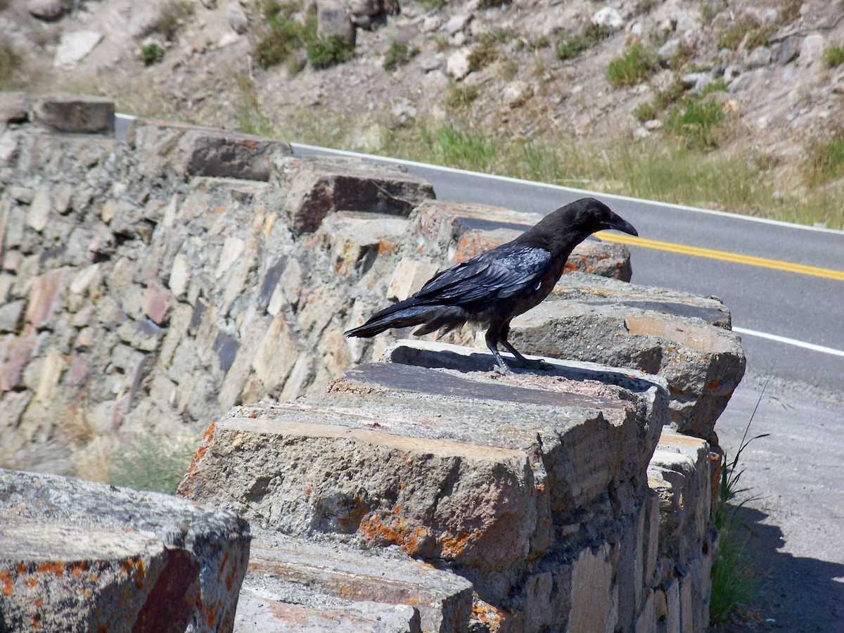 American Crow - ML631023927